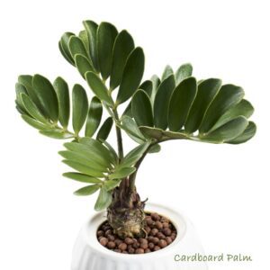 zamia palm - cardboard palm