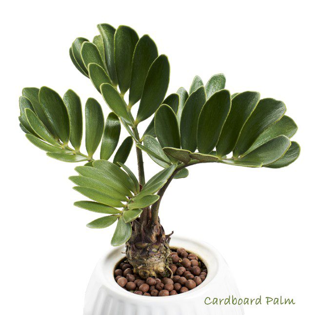 zamia palm - cardboard palm