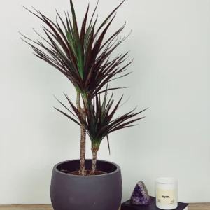 dracaena marginata black