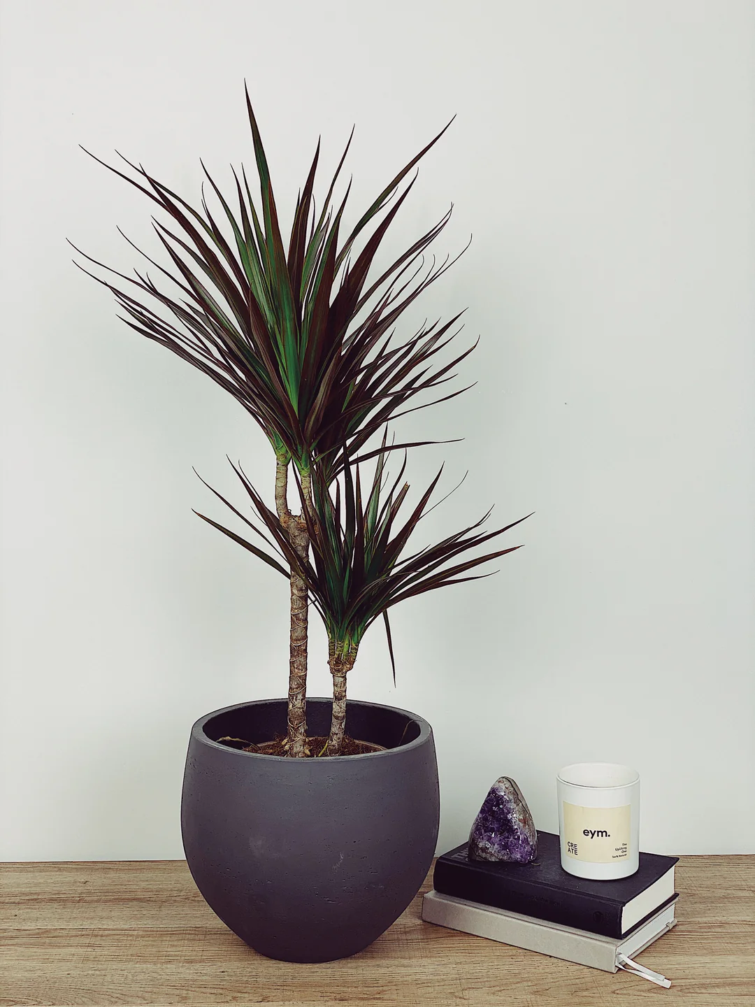 dracaena marginata black