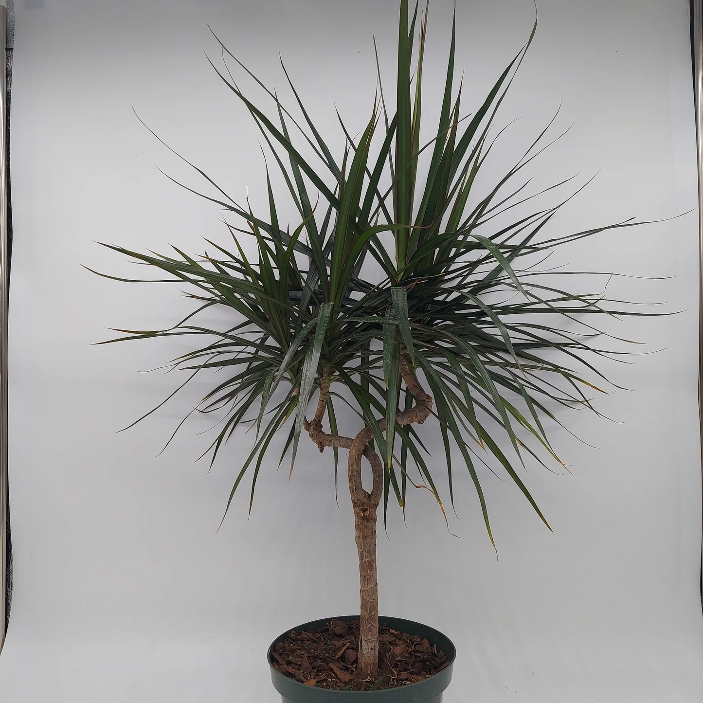 Dracaena Marginata Black – Black Dragon Tree - Image 2