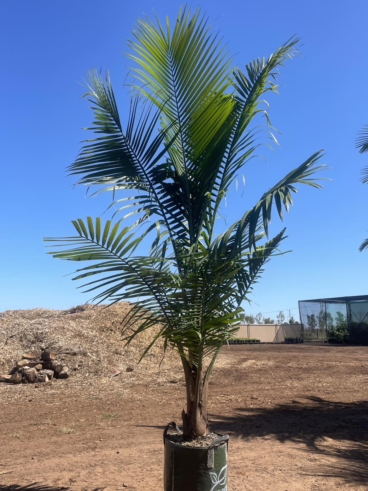 Ravenea Palm (Majesty Palm) - Image 2