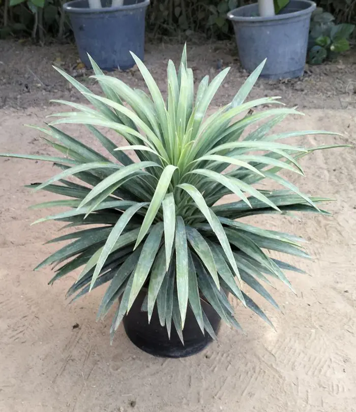 yucca blueboy - yucca Aloifolia Purpurea Plant – Yucca fawara - Image 2
